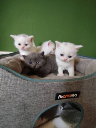 schöne BKH Kitten sucht neues Zuhause