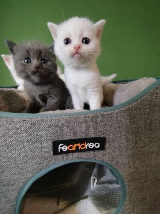 schöne BKH Kitten sucht neues Zuhause