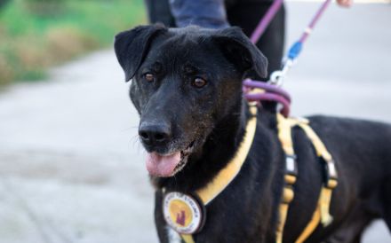 Argon (m) wartet auf seine neue Familie...