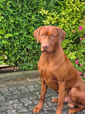 Rhodesian Ridgeback *Livernose*