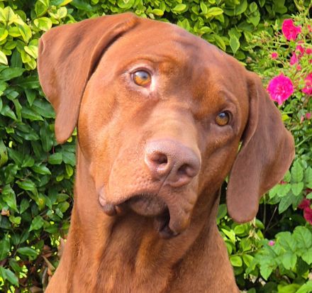 Rhodesian Ridgeback *Livernose*