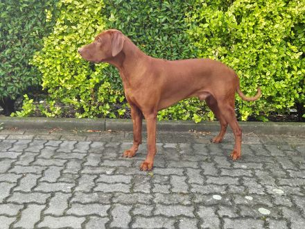 Rhodesian Ridgeback *Livernose*