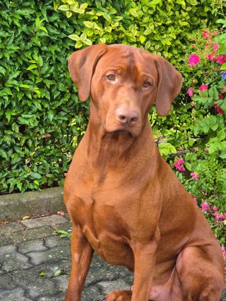 Rhodesian Ridgeback *Livernose*