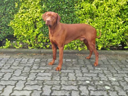 Rhodesian Ridgeback *Livernose*