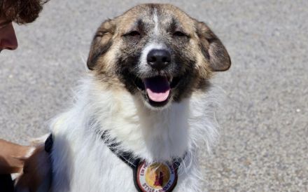 Hallo, ich bin Joschka und wünsche mir ein Zuhause.