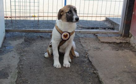 Hallo, ich bin Joschka und wünsche mir ein Zuhause.