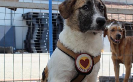 Hallo, ich bin Joschka und wünsche mir ein Zuhause.