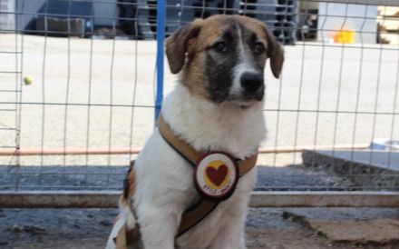 Hallo, ich bin Joschka und wünsche mir ein Zuhause.