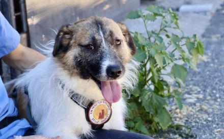 Hallo, ich bin Joschka und wünsche mir ein Zuhause.