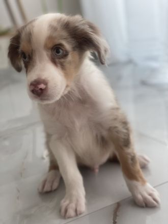 Australien Shepherd Welpe