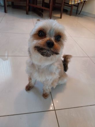 jorkshirterier Deckrüde