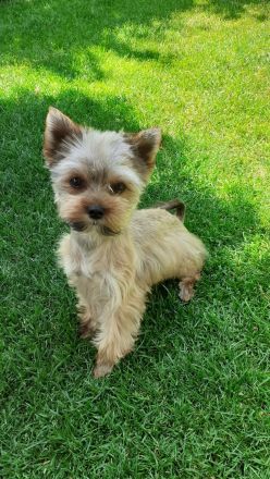 jorkshirterier Deckrüde