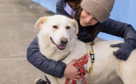 wunderschöne ANWEN sucht ein Zuhause