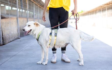 wunderschöne ANWEN sucht ein Zuhause