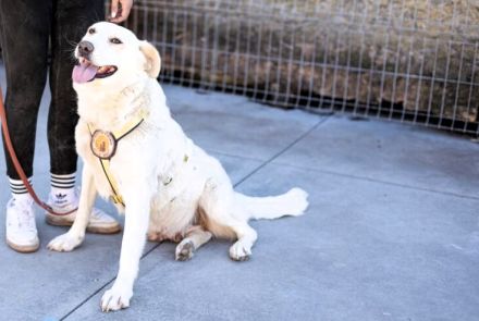 wunderschöne ANWEN sucht ein Zuhause