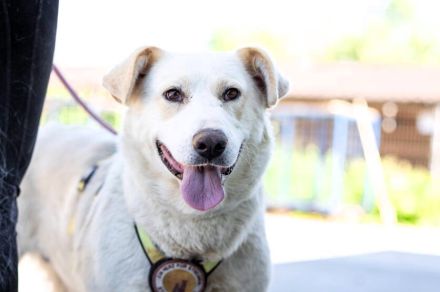 wunderschöne ANWEN sucht ein Zuhause