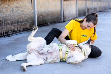 wunderschöne ANWEN sucht ein Zuhause