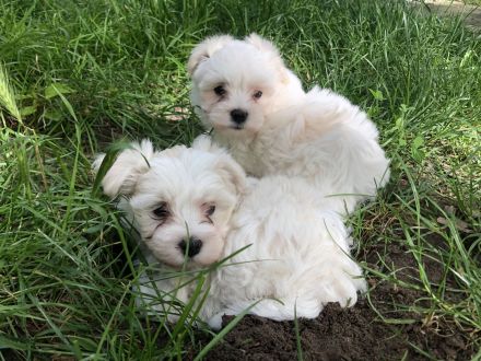 Bichon Maltese ladys 9 Wochen