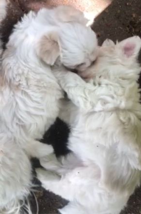 Bichon Maltese ladys 9 Wochen