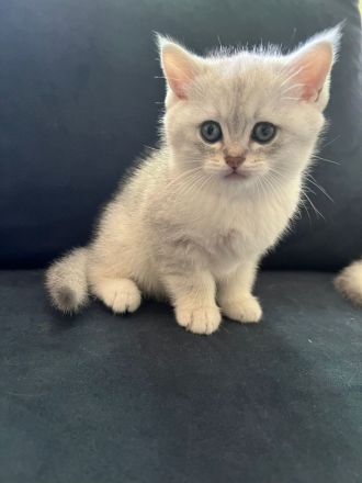 BKH Kitten mit Stammbaum