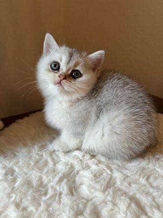 BKH Kitten mit Stammbaum