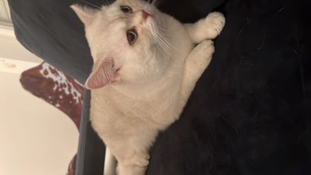 BKH Kitten mit Stammbaum