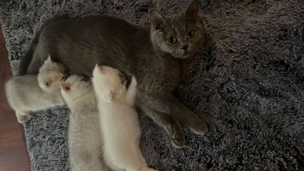 BKH Kitten mit Stammbaum