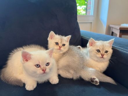 BKH Kitten mit Stammbaum