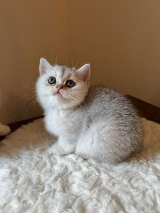 BKH Kitten mit Stammbaum