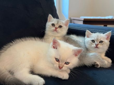 BKH Kitten mit Stammbaum