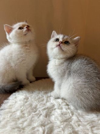 BKH Kitten mit Stammbaum