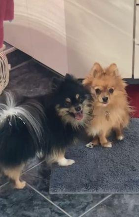 Zuckersüße reinrassige Zwergspitz / Pomeranian Welpen