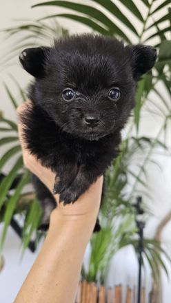 Zuckersüße reinrassige Zwergspitz / Pomeranian Welpen