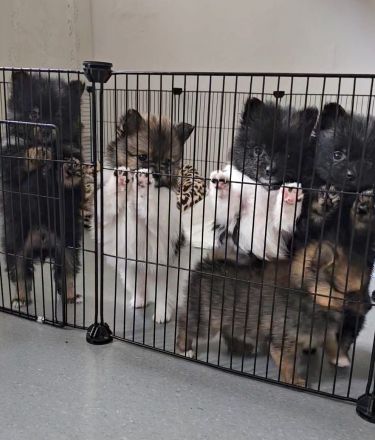 Zuckersüße reinrassige Zwergspitz / Pomeranian Welpen