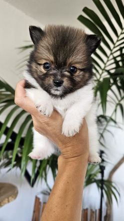 Zuckersüße reinrassige Zwergspitz / Pomeranian Welpen