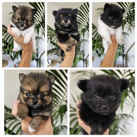 Zuckersüße reinrassige Zwergspitz / Pomeranian Welpen