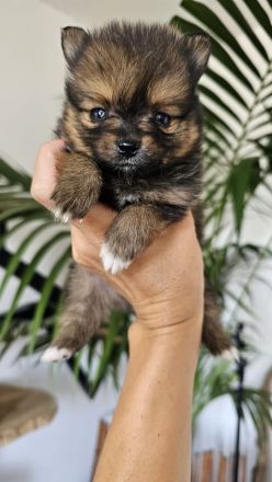 Zuckersüße reinrassige Zwergspitz / Pomeranian Welpen