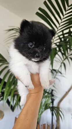 Zuckersüße reinrassige Zwergspitz / Pomeranian Welpen