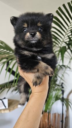 Zuckersüße reinrassige Zwergspitz / Pomeranian Welpen