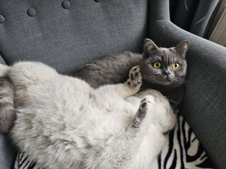 BKH Kitten/ British Kurzhaar Kitten