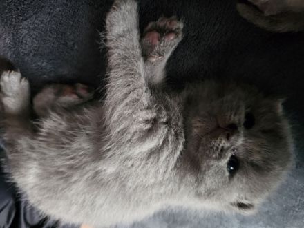 BKH Kitten/ British Kurzhaar Kitten