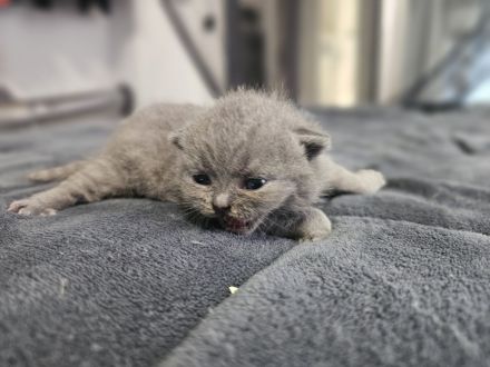 BKH Kitten/ British Kurzhaar Kitten