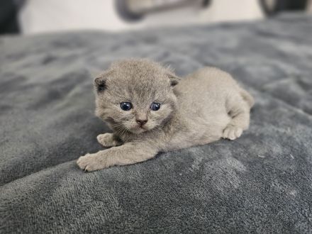 BKH Kitten/ British Kurzhaar Kitten