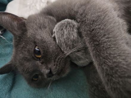 BKH Kitten/ British Kurzhaar Kitten