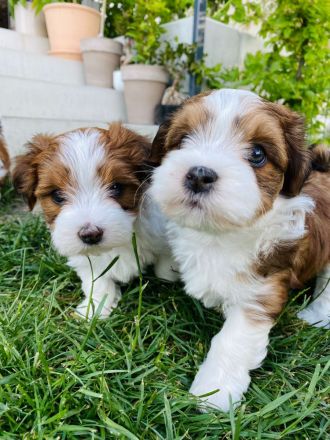 Wurfankündigung: Hurra - der B-Wurf von VDH-Bibi und Filou ist unterwegs! Bitte sorgf. durchlesen!