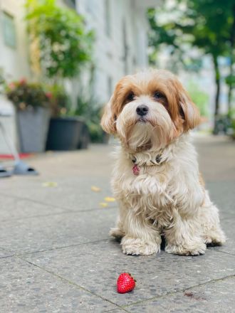 Wurfankündigung: Hurra - der B-Wurf von VDH-Bibi und Filou ist unterwegs! Bitte sorgf. durchlesen!