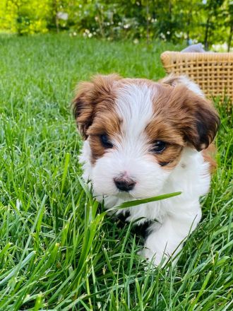 Wurfankündigung: Hurra - der B-Wurf von VDH-Bibi und Filou ist unterwegs! Bitte sorgf. durchlesen!