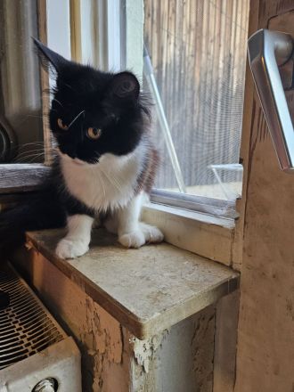 Maincoon Mix weibchen