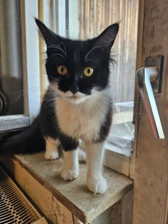 Maincoon Mix weibchen