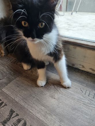 Maincoon Mix weibchen